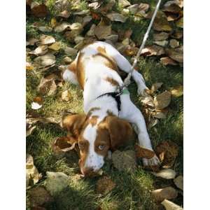 Portrait of a Brittany Spaniel Puppy Lying Among Fallen Autumn Leaves 