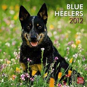  2012 Blue Heelers Calendar