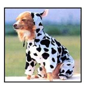  Puppe Luv Cow Dog Costume   Size 3