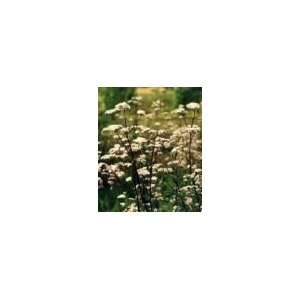  Organic Valerian   50 Seeds   Heirloom/Medicinal Patio 