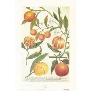  Oranges (Canv)    Print