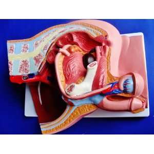 Model Anatomy Professional Medical Human Male Pelvis Section IT 060 