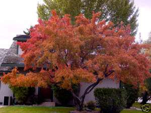 Amur Maple, Acer ginnala, Fall Color Hardy Tree Seeds  