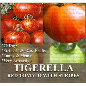  20 TIGERELLA Tomato Seeds ~TIGER STRIPES Tangy & Meaty 