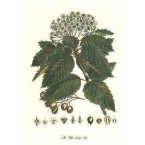  Legume Trees II Poster Print