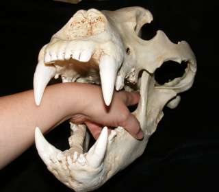 Gigantic Kodiak brown bear skull cast taxidermy REPLICA  