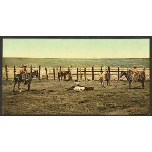   The round up,roping a steer,cattle,cowboys,CO,c1898