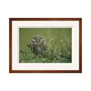 Burrowing Owl Cape Coral Florida Framed Giclee Print 