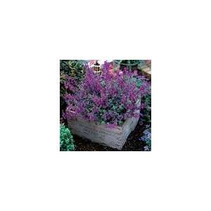  Angelonia Serena™ Purple Seeds Patio, Lawn & Garden