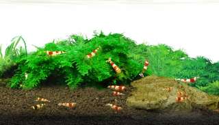 RED BEE SHRIMP FOOD  Fish Tank Decor Tropical plant co2  