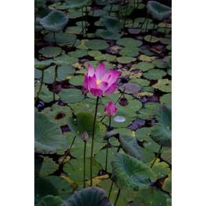  Lotus, Limited Edition Photograph, Home Decor Artwork 