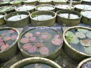 Mixed Night water lily bulbs POND PLANTS + Free Doc  
