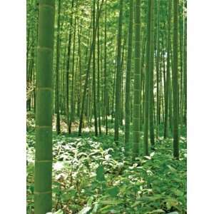  Wallpaper Brewster the Ultimate Mural Book Bamboo Forest 
