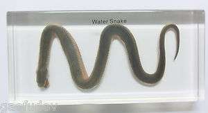 Real Snake Specimen  Chinese Water Snake  