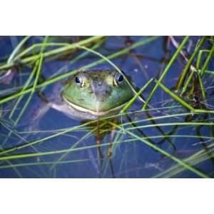  Frog, Limited Edition Photograph, Home Decor Artwork 