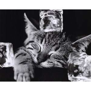   Cat II   Poster by Photography Collection (19.5x16)
