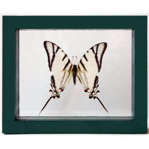  Real Zebra Kite Swallowtail Butterfly Framed and Mounted 