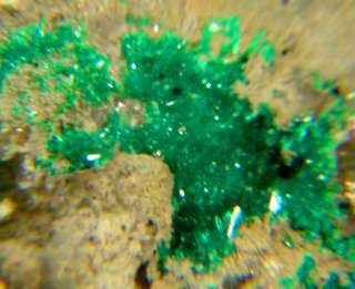 Sharp Green DIOPTASE Crystals Christmas Mine AZ  
