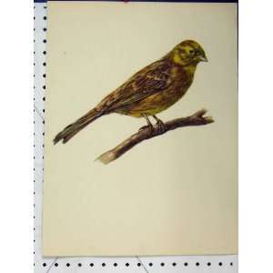   Brown Yellow Bird 1977 Larousse Animal Portrait Print