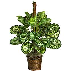 Calathea Real Touch 43 inch Silk Plant  