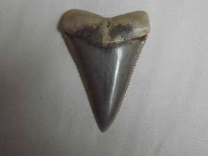   great white shark tooth megalodon High quality megalodon teeth  
