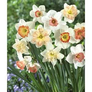  Daffodil, Pink Mix 15 Bulbs Patio, Lawn & Garden