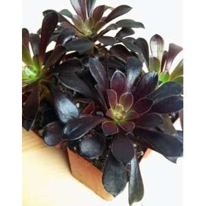  Succulent Burgundi 4 Pack Patio, Lawn & Garden