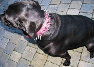 24 Inch Hot Pink Leather Spiked Dog Collar Big Spikes Med  