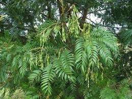Cedar Wattle (Acacia Elata) 30 Fresh seeds  