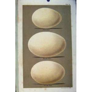  Bean Goose Bewicks Swan Bird Eggs Seebohm Plate 8 Print 