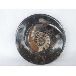    Carved and Polished Ammonite Fossil, 8.42.10 