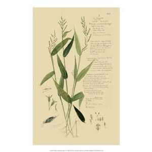  Descubes Ornamental Grasses IV   Poster (14x21)