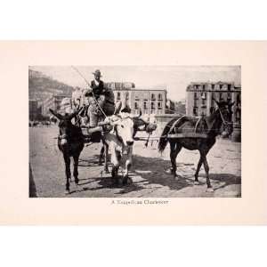  1912 Print Neapolitan Charioteer Chariot Horse Cow Donkey 