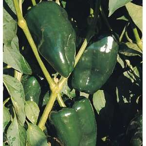  Davids Hybrid Pepper Ancho 211 20 Seeds per Packet Patio 