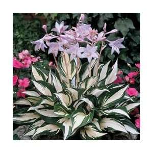  Fire and Ice Hosta