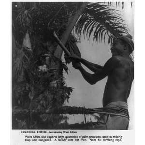   West Africa,farmer cutting out fruit from palm tree
