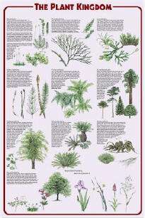 NATURE POSTER ~ THE PLANT KINGDOM SPECIES Science  