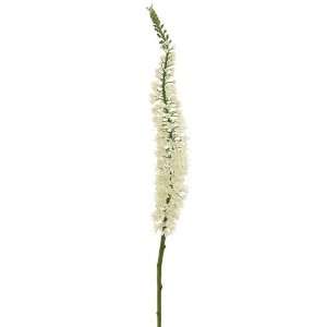  44 Foxtail Lily Spray Cream (Pack of 12)