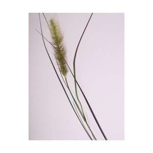  FOXTAIL W/GRASS