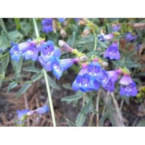  500 SHOWY PENSTEMON (Beardtongue) Penstemon spectabilis Flower 