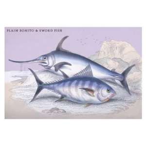  Plain Bonito and Swordfish 20x30 Poster Paper
