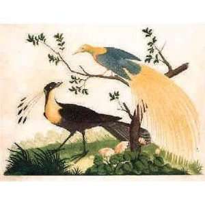  Bird Of Paradise Exotic Bird Poster Print