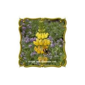   Lb   Yellow Lupine   Bulk Wildflower Seeds Patio, Lawn & Garden