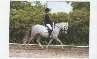 Sportpony / Deutsches Reitpony in Schleswig Holstein   Lübeck 