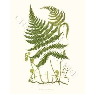  Prints of Ferns Pale Mountain Polypody