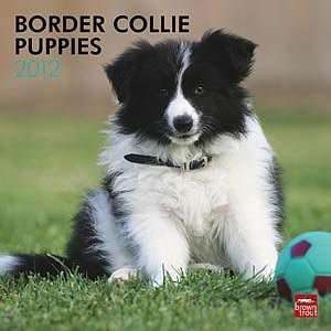  2012 Border Collie Puppies Calendar