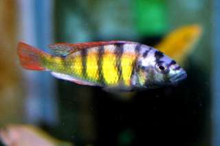 Haplochromis sp. THICK SKIN CH44 in Niedersachsen   Bückeburg 