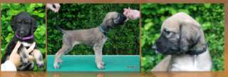 Afghanische Windhunde   Welpen / Afghan hound puppies in Sachsen 