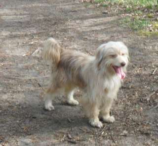 Aussiedoodle   Tollehunde  in Nordrhein Westfalen   Dinslaken  Hunde 