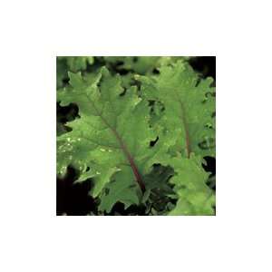  Red Russian Kale   Pack Patio, Lawn & Garden